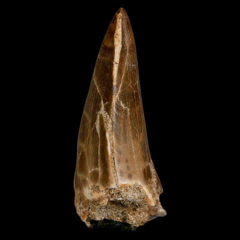 XXL 2.8" Mosasaur Prognathodon Fossil Tooth Cretaceous Dinosaur Era COA & Stand - Fossil Age Minerals