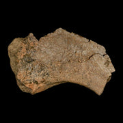 5.4" Triceratops Fossil Rib End Bone Lance Creek FM Cretaceous Dinosaur WY COA