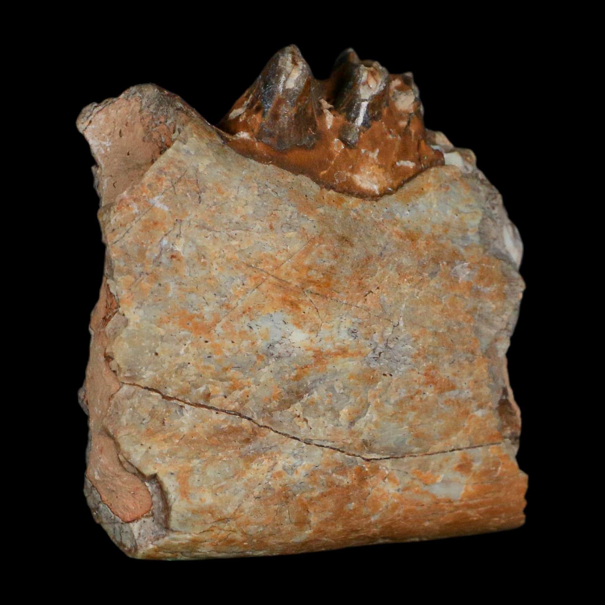 0.7" Running Rhino Hyracodon Nebrascensis Fossil Jaw Section Tooth SD Badlands COA - Fossil Age Minerals