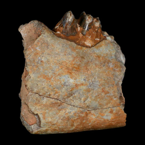 0.7" Running Rhino Hyracodon Nebrascensis Fossil Jaw Section Tooth SD Badlands COA - Fossil Age Minerals