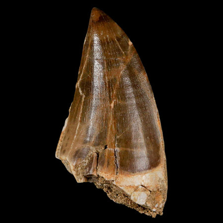 XXL 2.8" Mosasaur Prognathodon Fossil Tooth Cretaceous Dinosaur Era COA & Stand