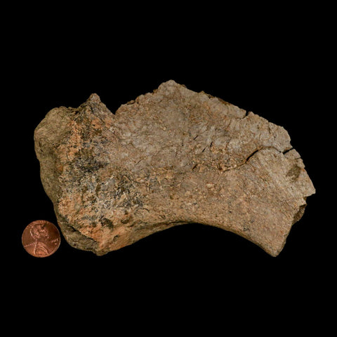 5.4" Triceratops Fossil Rib End Bone Lance Creek FM Cretaceous Dinosaur WY COA - Fossil Age Minerals