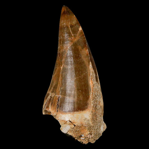 XXL 2.8" Mosasaur Prognathodon Fossil Tooth Cretaceous Dinosaur Era COA & Stand - Fossil Age Minerals