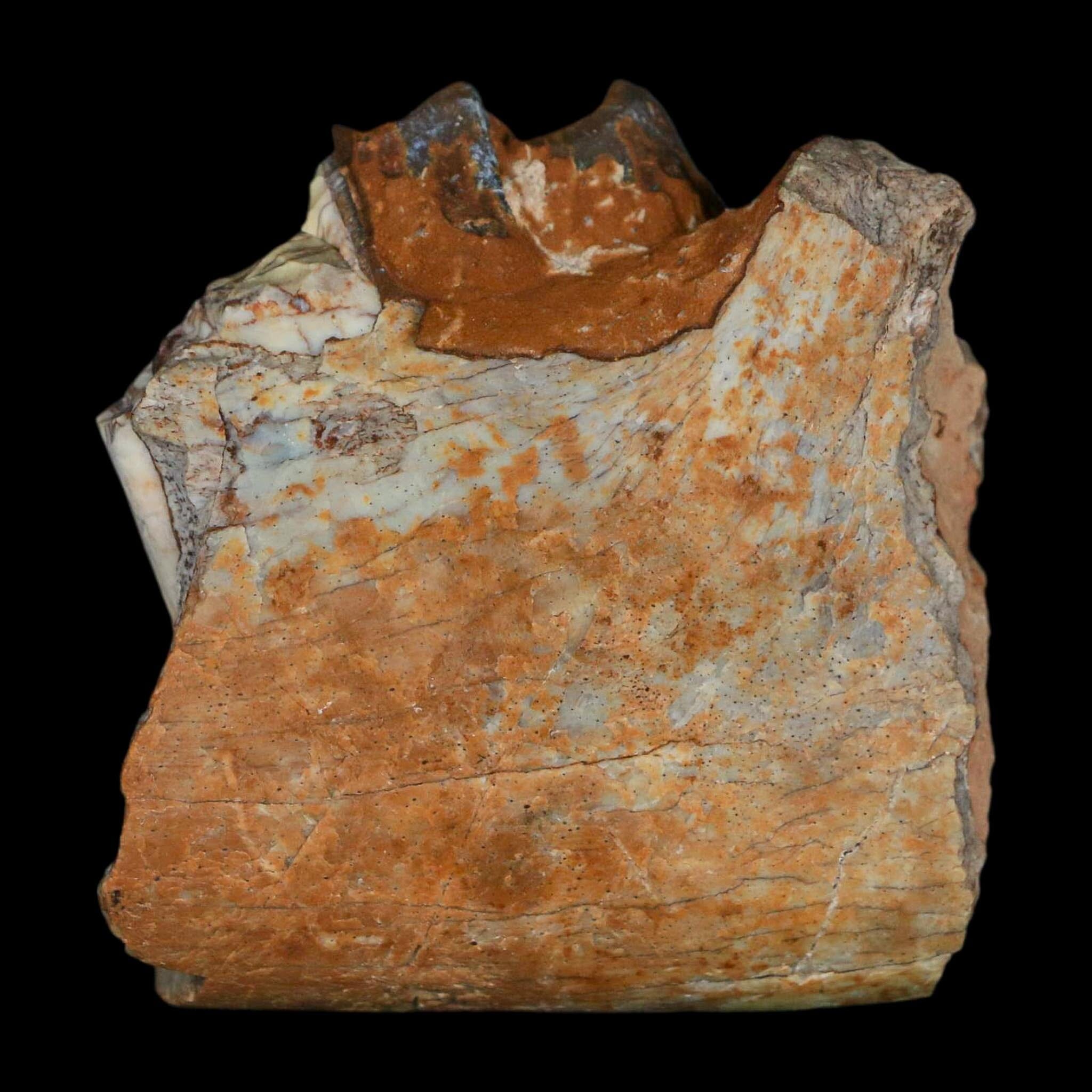 0.7" Running Rhino Hyracodon Nebrascensis Fossil Jaw Section Tooth SD Badlands COA - Fossil Age Minerals