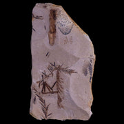 4.7" Detailed Fossil Plant Leafs Metasequoia Dawn Redwood Oligocene Age MT COA