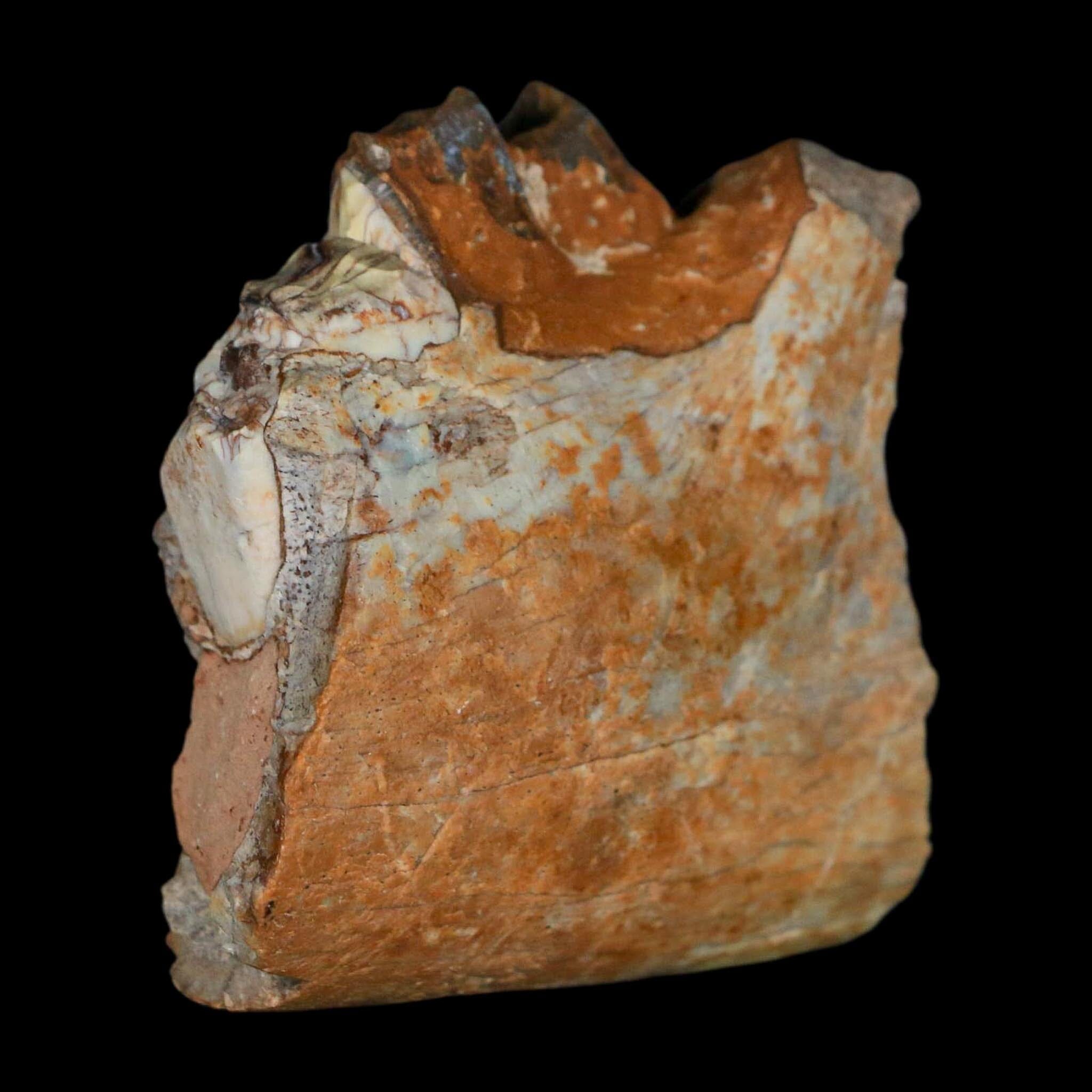0.7" Running Rhino Hyracodon Nebrascensis Fossil Jaw Section Tooth SD Badlands COA - Fossil Age Minerals