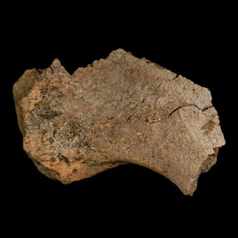5.4" Triceratops Fossil Rib End Bone Lance Creek FM Cretaceous Dinosaur WY COA - Fossil Age Minerals