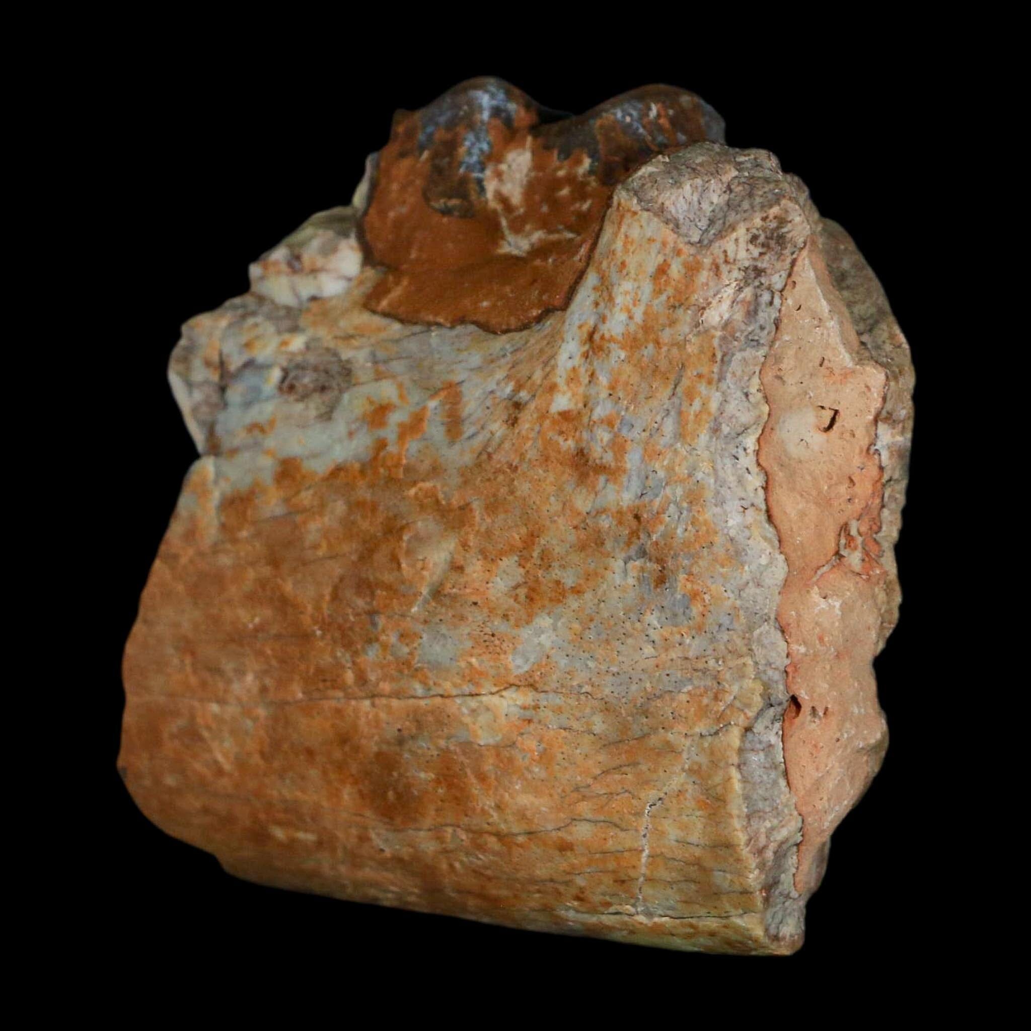 0.7" Running Rhino Hyracodon Nebrascensis Fossil Jaw Section Tooth SD Badlands COA - Fossil Age Minerals
