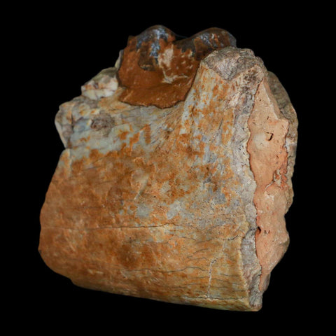 0.7" Running Rhino Hyracodon Nebrascensis Fossil Jaw Section Tooth SD Badlands COA - Fossil Age Minerals