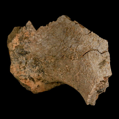 5.4" Triceratops Fossil Rib End Bone Lance Creek FM Cretaceous Dinosaur WY COA - Fossil Age Minerals