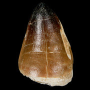 XL 2" Mosasaur Curri Fossil Tooth Cretaceous Dinosaur Era COA, Stand