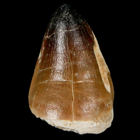 XL 2" Mosasaur Curri Fossil Tooth Cretaceous Dinosaur Era COA, Stand - Fossil Age Minerals