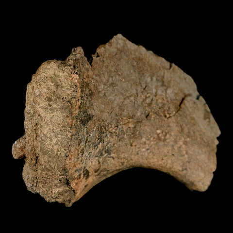 5.4" Triceratops Fossil Rib End Bone Lance Creek FM Cretaceous Dinosaur WY COA - Fossil Age Minerals