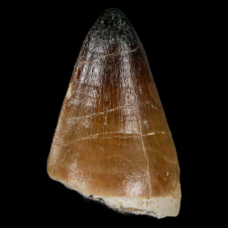 XL 2" Mosasaur Curri Fossil Tooth Cretaceous Dinosaur Era COA, Stand