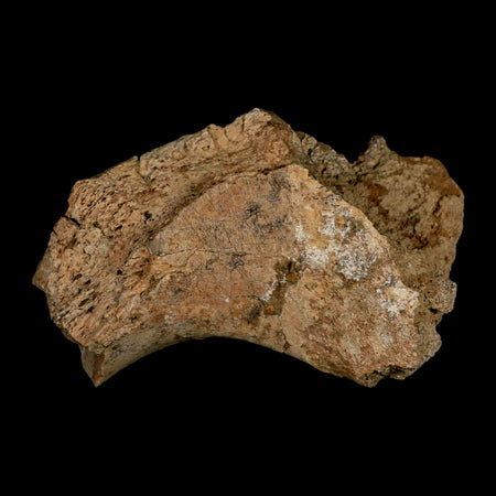 5.4" Triceratops Fossil Rib End Bone Lance Creek FM Cretaceous Dinosaur WY COA