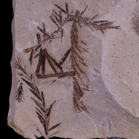 4.7" Detailed Fossil Plant Leafs Metasequoia Dawn Redwood Oligocene Age MT COA