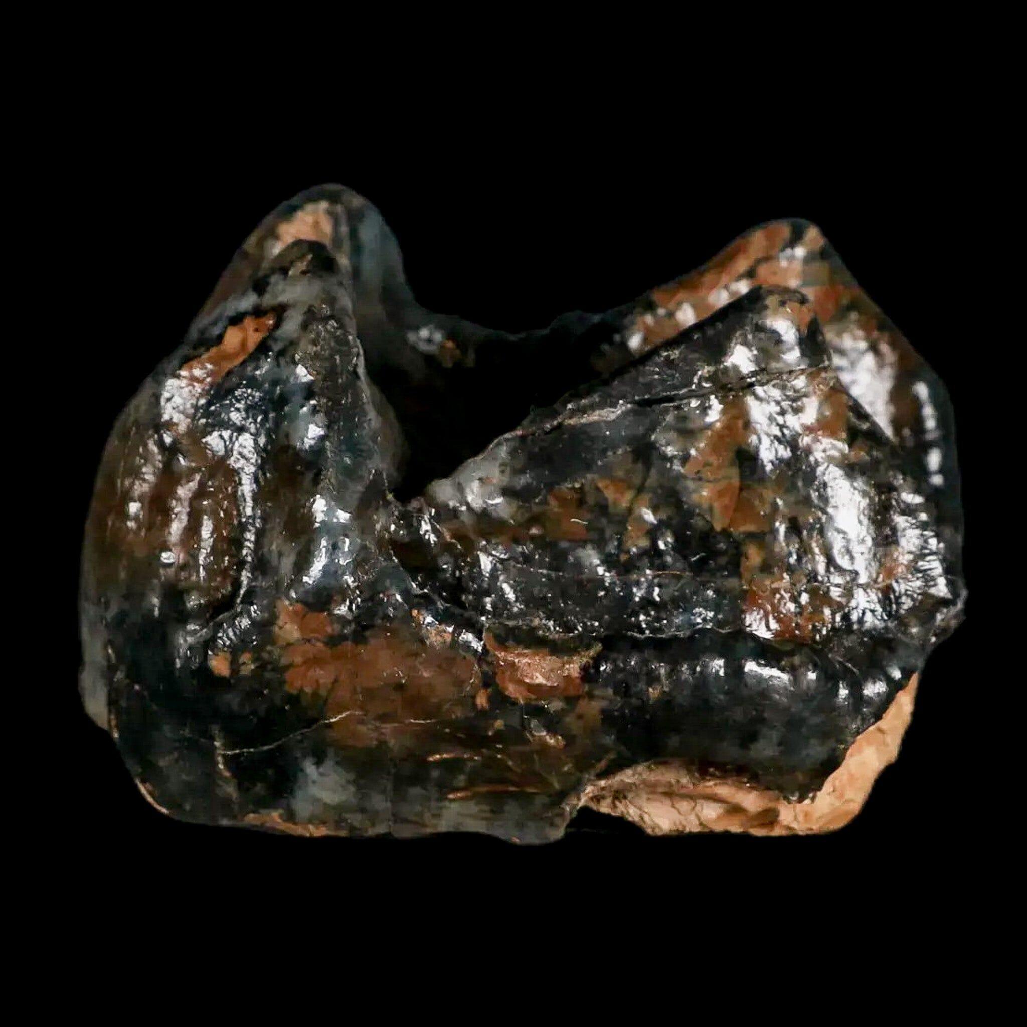2.3" Rare Deinotherium Giganteum Fossil Tooth Miocene Deinothere Gracanica Bosnia COA - Fossil Age Minerals