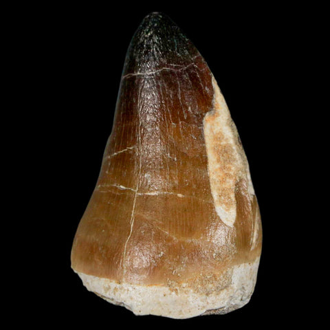 XL 2" Mosasaur Curri Fossil Tooth Cretaceous Dinosaur Era COA, Stand - Fossil Age Minerals