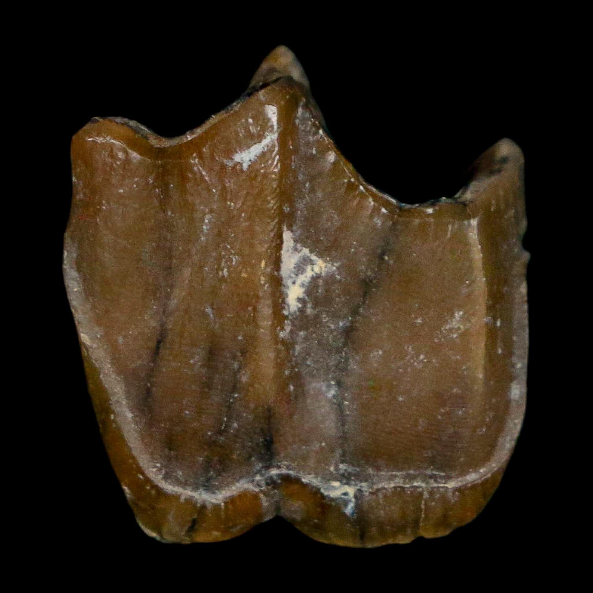 0.7" Running Rhino Hyracodon Nebrascensis Fossil Tooth South Dakota Badlands COA - Fossil Age Minerals