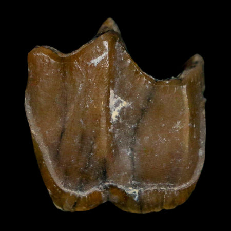 0.7" Running Rhino Hyracodon Nebrascensis Fossil Tooth South Dakota Badlands COA