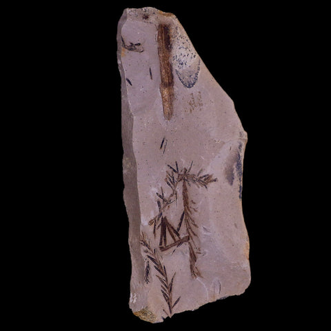 4.7" Detailed Fossil Plant Leafs Metasequoia Dawn Redwood Oligocene Age MT COA - Fossil Age Minerals