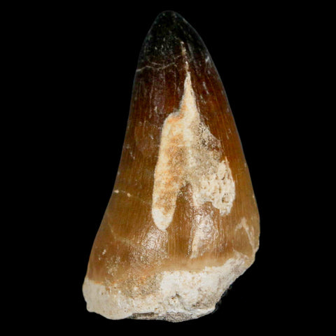 XL 2" Mosasaur Curri Fossil Tooth Cretaceous Dinosaur Era COA, Stand - Fossil Age Minerals