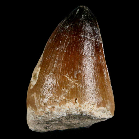 XL 2" Mosasaur Curri Fossil Tooth Cretaceous Dinosaur Era COA, Stand - Fossil Age Minerals