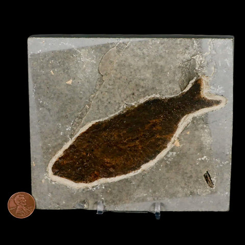 XXL 4.9" Knightia Eocaena Fossil Fish Green River FM WY Eocene Age COA & Stand - Fossil Age Minerals