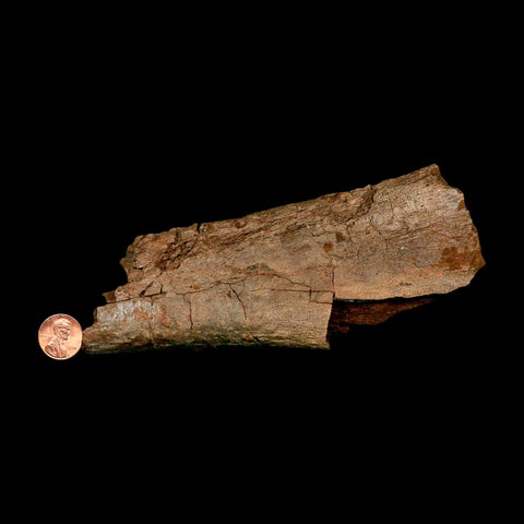 7.2" Edmontosaurus Fossil Ischium Lance Creek FM Cretaceous Dinosaur WY COA