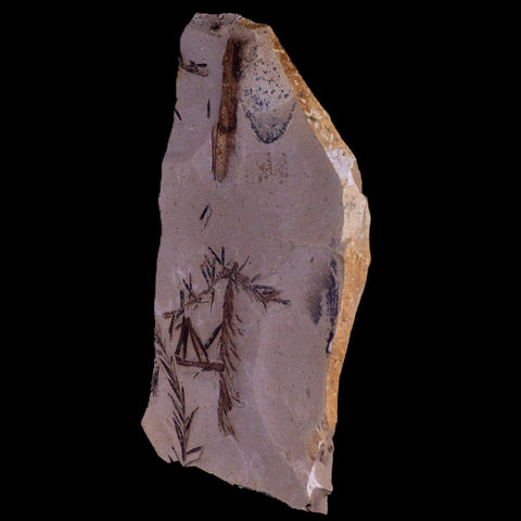 4.7" Detailed Fossil Plant Leafs Metasequoia Dawn Redwood Oligocene Age MT COA - Fossil Age Minerals