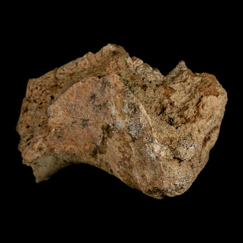 5.4" Triceratops Fossil Rib End Bone Lance Creek FM Cretaceous Dinosaur WY COA - Fossil Age Minerals