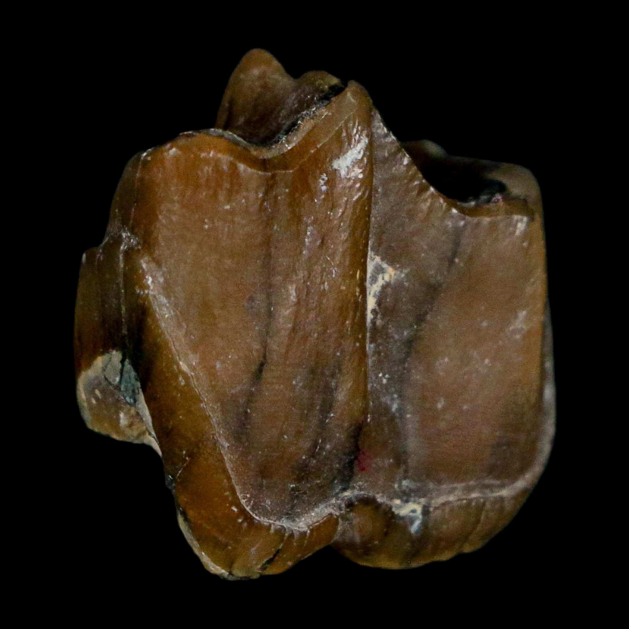 0.7" Running Rhino Hyracodon Nebrascensis Fossil Tooth South Dakota Badlands COA - Fossil Age Minerals