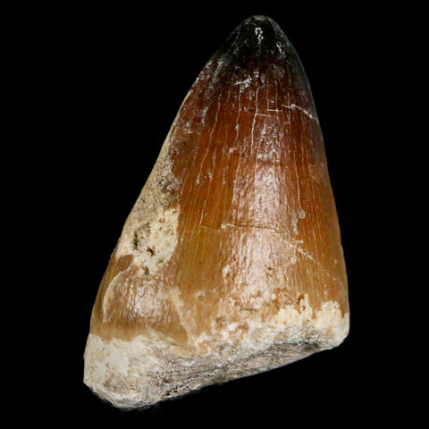 XL 2" Mosasaur Curri Fossil Tooth Cretaceous Dinosaur Era COA, Stand - Fossil Age Minerals