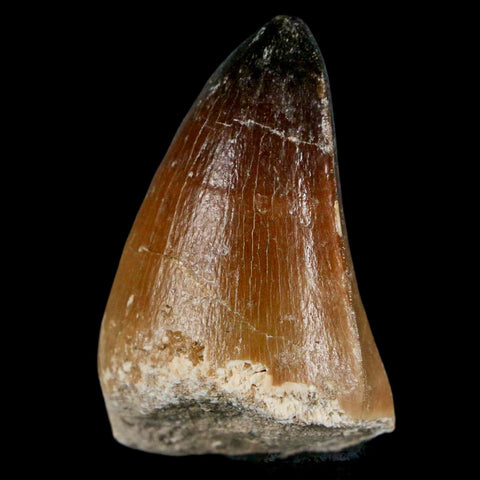 XL 2" Mosasaur Curri Fossil Tooth Cretaceous Dinosaur Era COA, Stand - Fossil Age Minerals