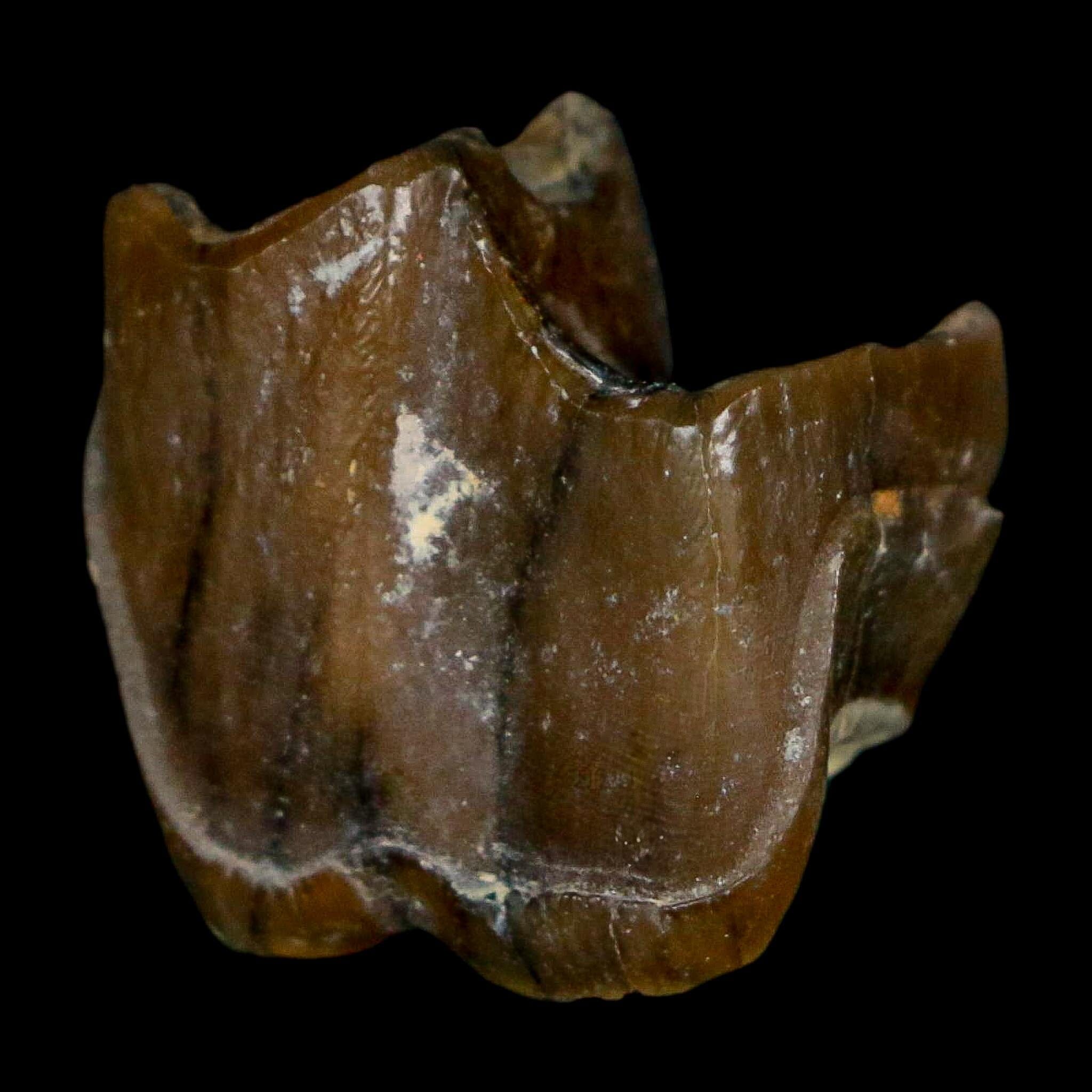 0.7" Running Rhino Hyracodon Nebrascensis Fossil Tooth South Dakota Badlands COA - Fossil Age Minerals