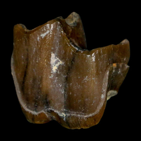 0.7" Running Rhino Hyracodon Nebrascensis Fossil Tooth South Dakota Badlands COA - Fossil Age Minerals