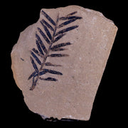 1.8" Detailed Fossil Plant Leafs Metasequoia Dawn Redwood Oligocene Age MT COA