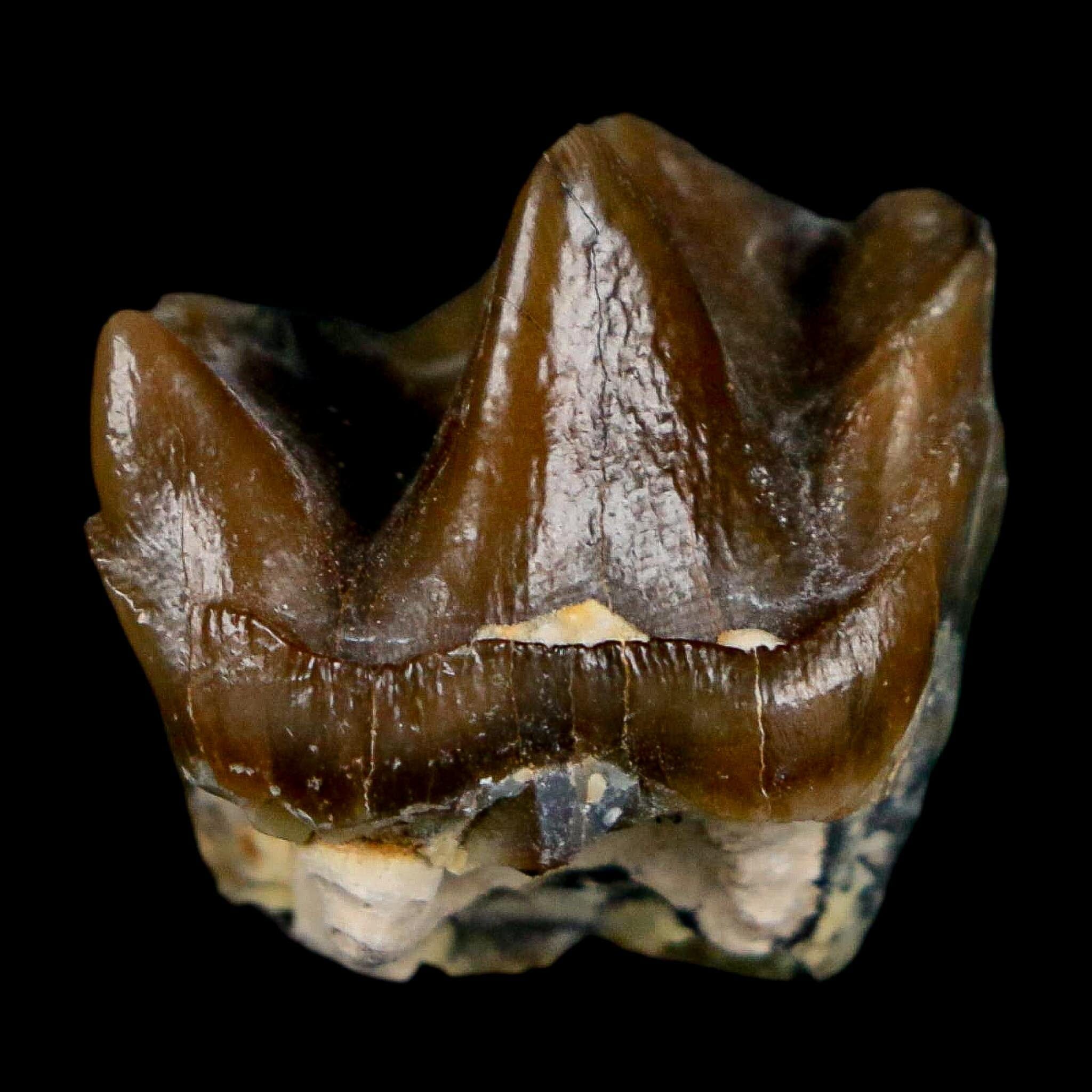 0.7" Running Rhino Hyracodon Nebrascensis Fossil Tooth South Dakota Badlands COA - Fossil Age Minerals