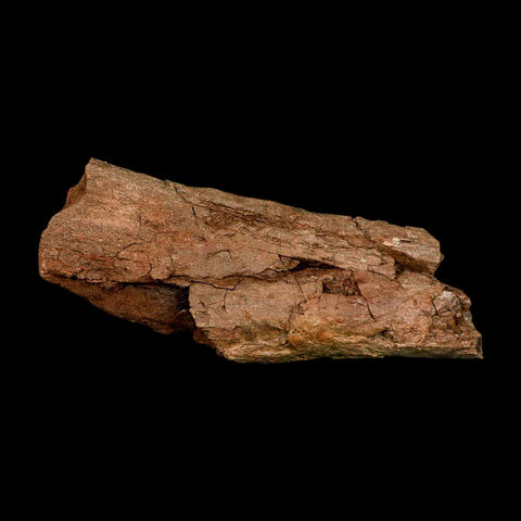 7.2" Edmontosaurus Fossil Ischium Lance Creek FM Cretaceous Dinosaur WY COA