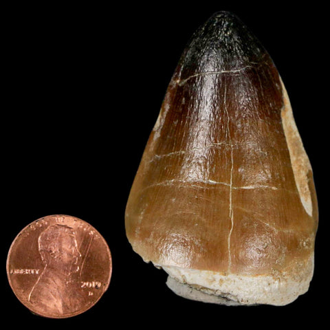 XL 2" Mosasaur Curri Fossil Tooth Cretaceous Dinosaur Era COA, Stand - Fossil Age Minerals