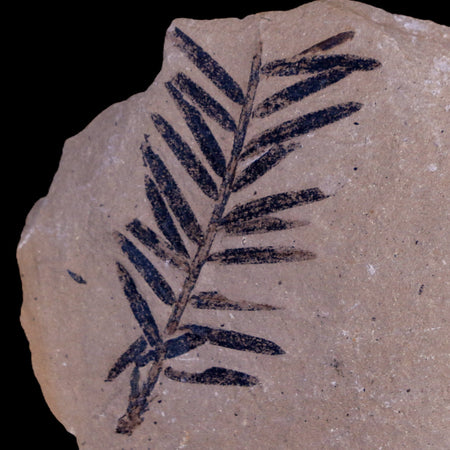 1.8" Detailed Fossil Plant Leafs Metasequoia Dawn Redwood Oligocene Age MT COA
