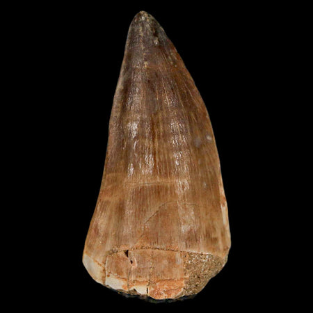 XL 2.2" Mosasaur Prognathodon Fossil Tooth Cretaceous Dinosaur Era COA & Stand