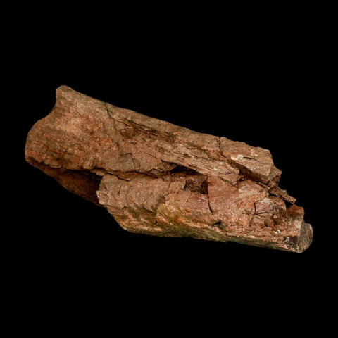 7.2" Edmontosaurus Fossil Ischium Lance Creek FM Cretaceous Dinosaur WY COA