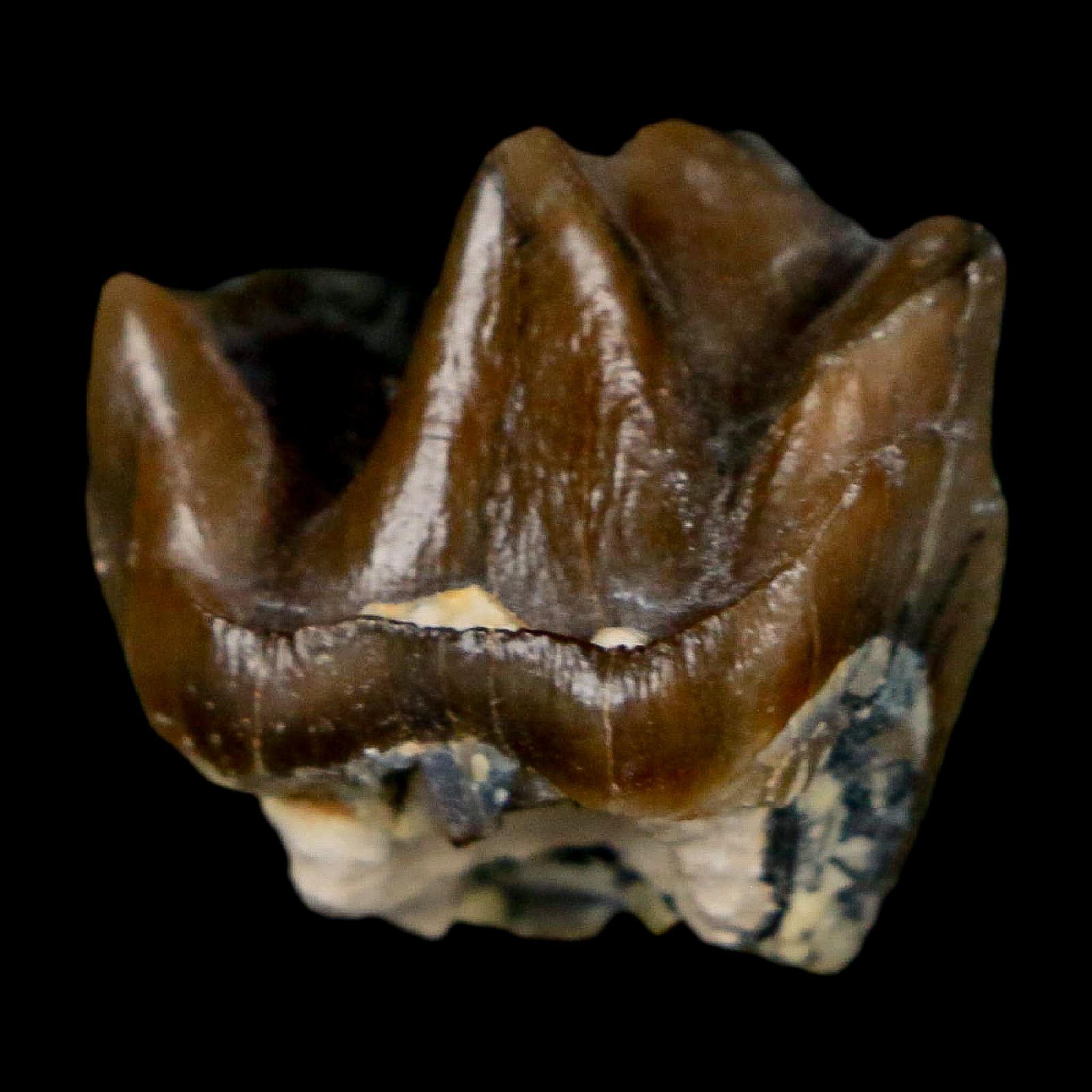 0.7" Running Rhino Hyracodon Nebrascensis Fossil Tooth South Dakota Badlands COA - Fossil Age Minerals