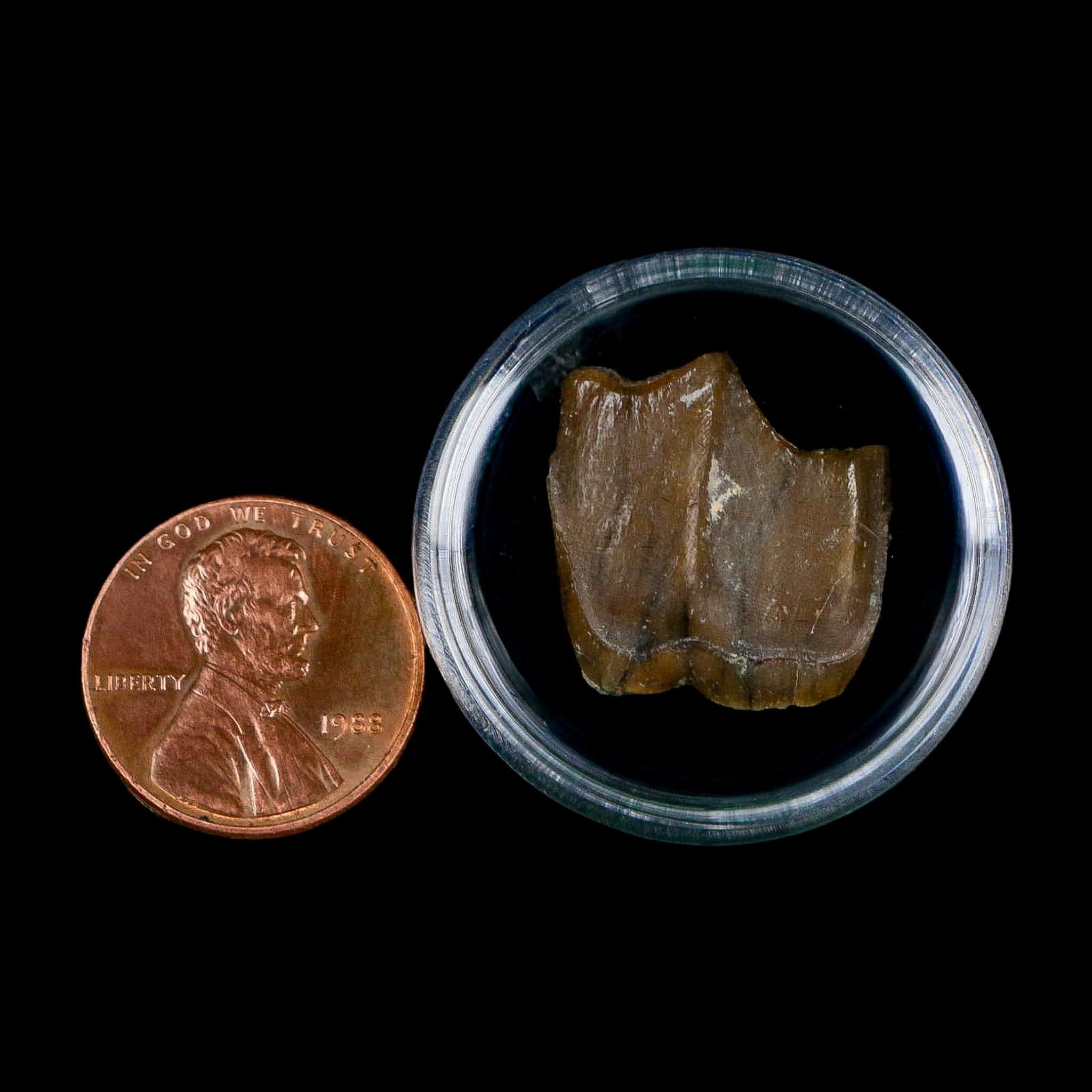 0.7" Running Rhino Hyracodon Nebrascensis Fossil Tooth South Dakota Badlands COA - Fossil Age Minerals