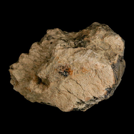 3.6" Triceratops Fossil Frill Skull Bone Lance Creek FM Cretaceous Dinosaur WY COA