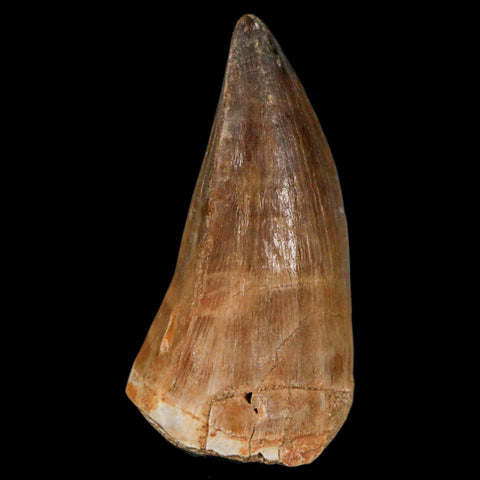 XL 2.2" Mosasaur Prognathodon Fossil Tooth Cretaceous Dinosaur Era COA & Stand - Fossil Age Minerals