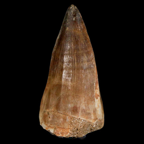 XL 2.2" Mosasaur Prognathodon Fossil Tooth Cretaceous Dinosaur Era COA & Stand - Fossil Age Minerals