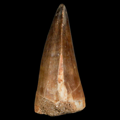 XL 2.2" Mosasaur Prognathodon Fossil Tooth Cretaceous Dinosaur Era COA & Stand - Fossil Age Minerals