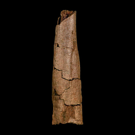 5.9" Edmontosaurus Fossil Rib Section Lance Creek FM Cretaceous Dinosaur WY COA